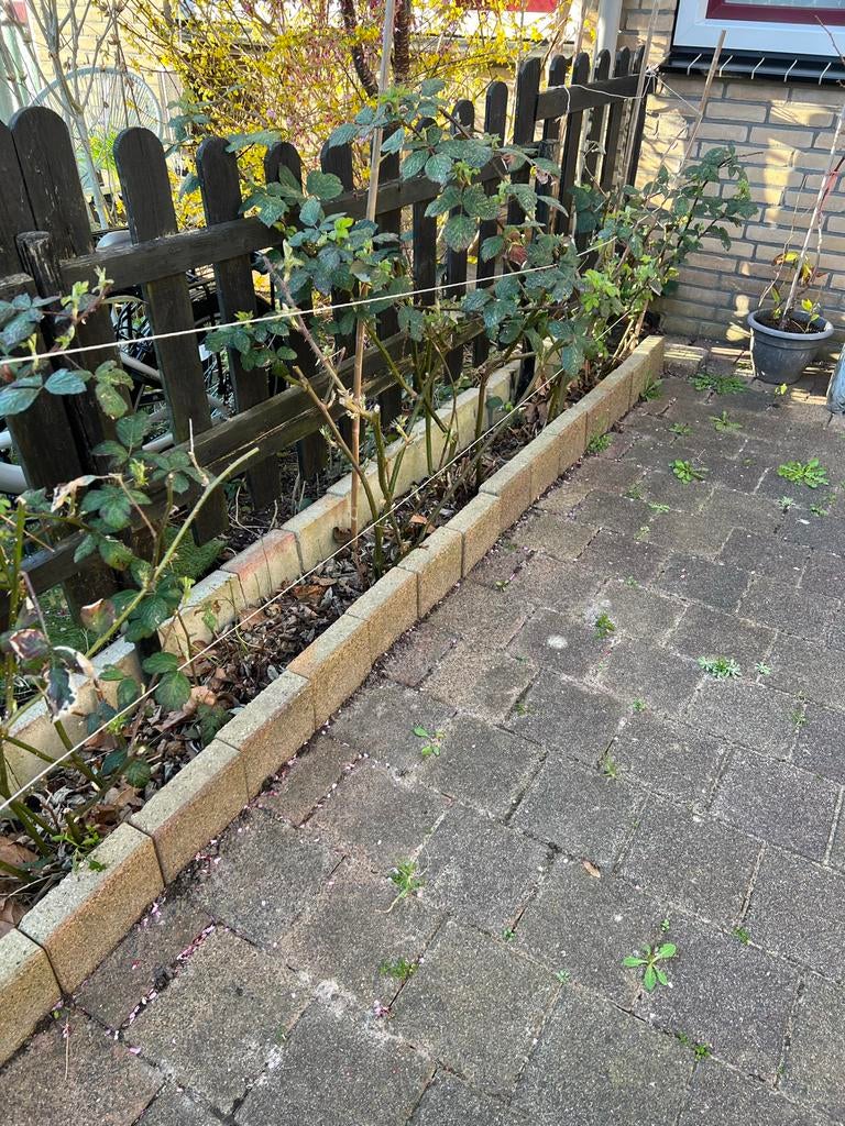 Bramenstruik in volle bloei - Zwarte bramen, Tuin en Terras, Planten | Tuinplanten, Vaste plant, Fruitplanten, Volle zon, Zomer