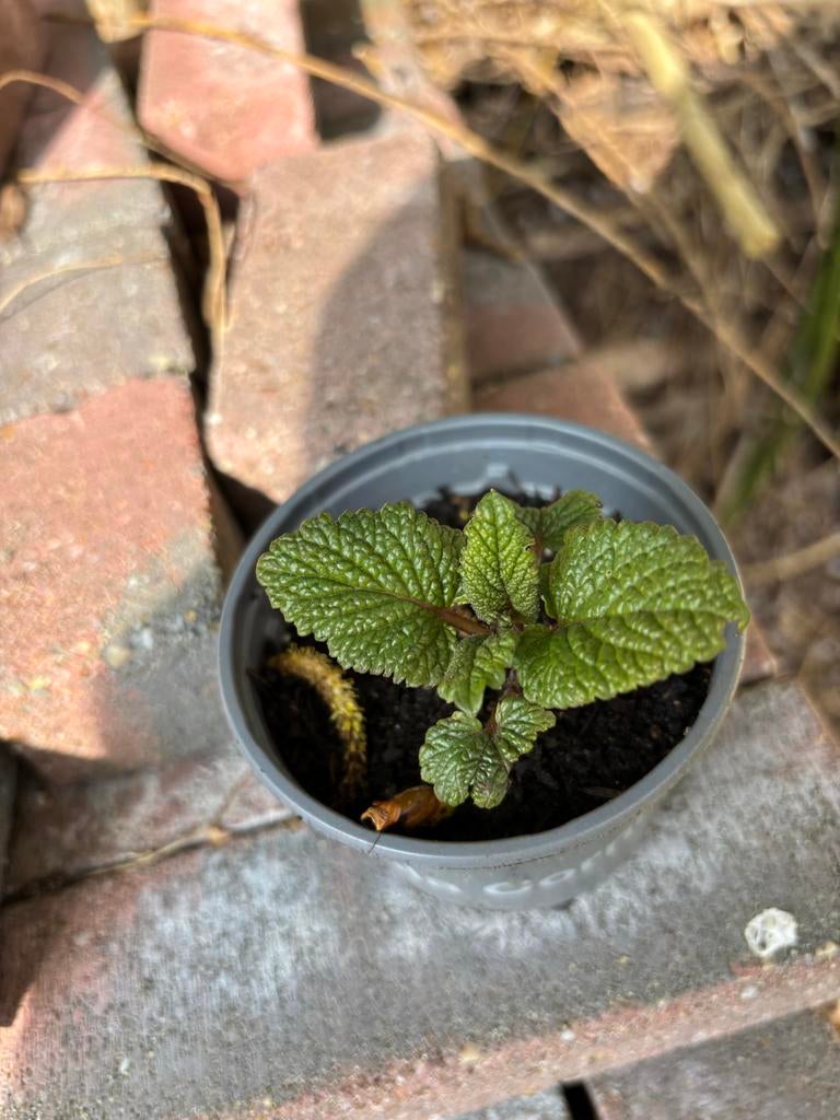 Citroenmelisse plantje, Ophalen, Vaste plant, Halfschaduw, Kruiden