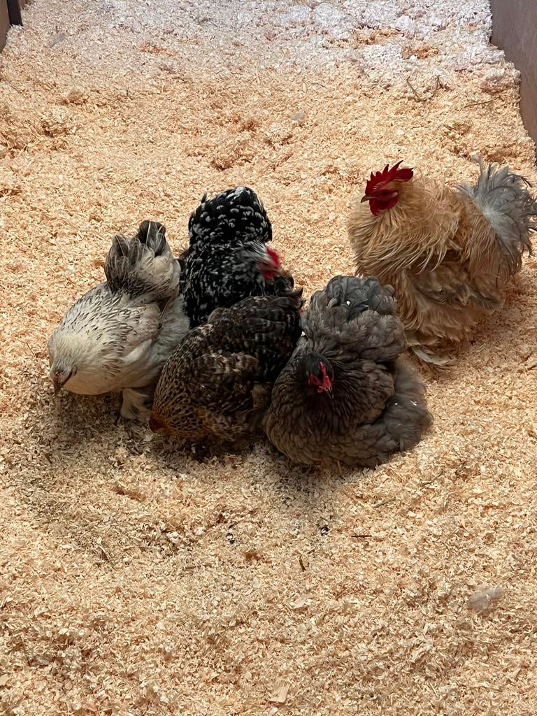 Broedeieren cochin!, Dieren en Toebehoren, Meerdere dieren, Kip