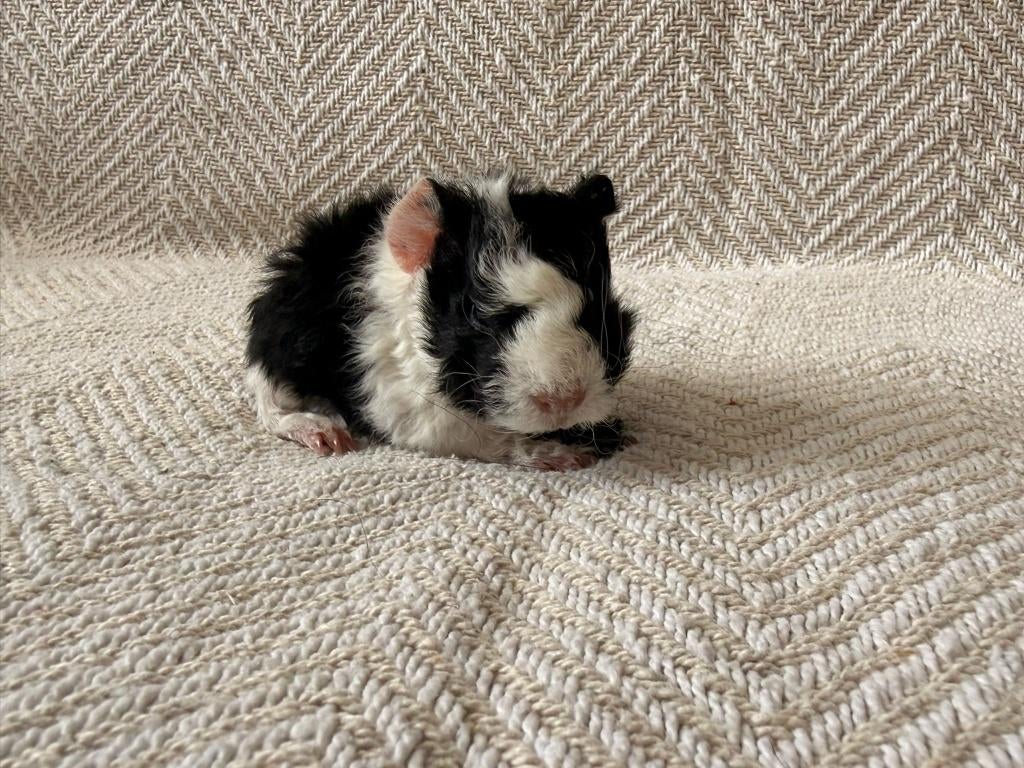 Lunkarya baby's (mogen dit weekend verhuizen), Meerdere dieren, Tam, Maart, Cavia