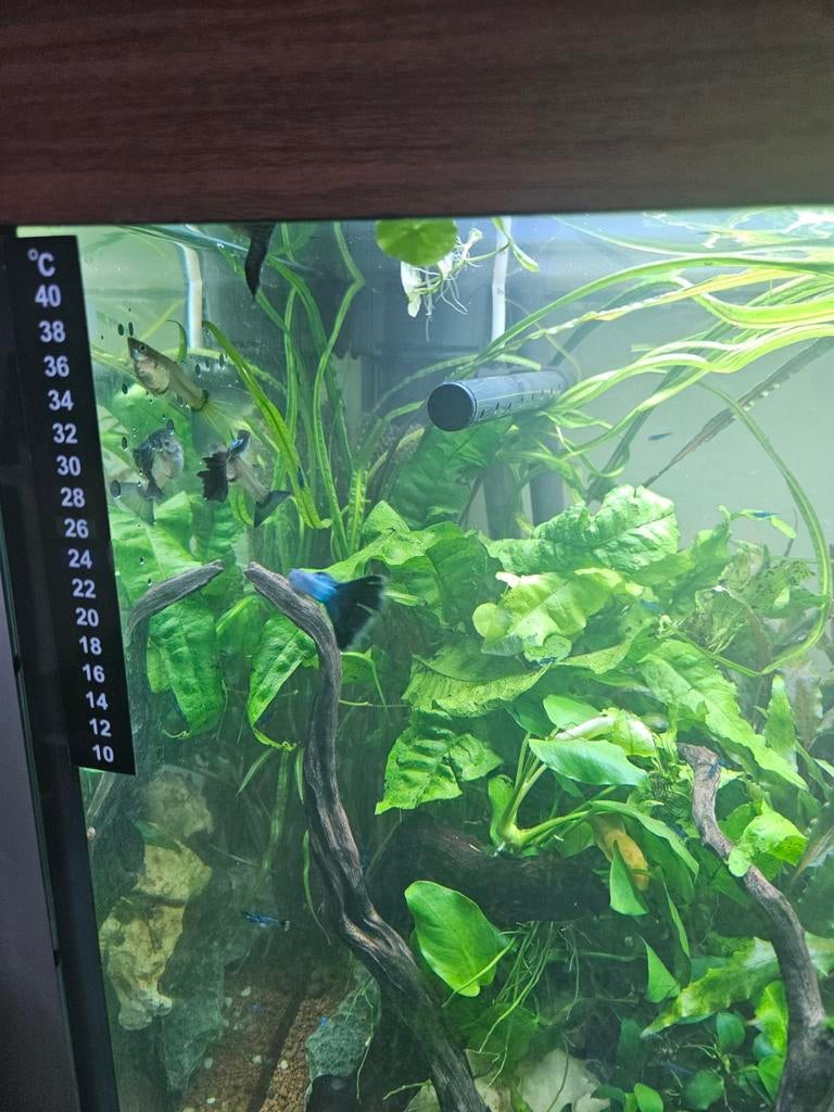 rode lotus en javavaren brasiliaanse klimop, Ophalen of Verzenden, Zo goed als nieuw, Plant(en), Steen of Hout