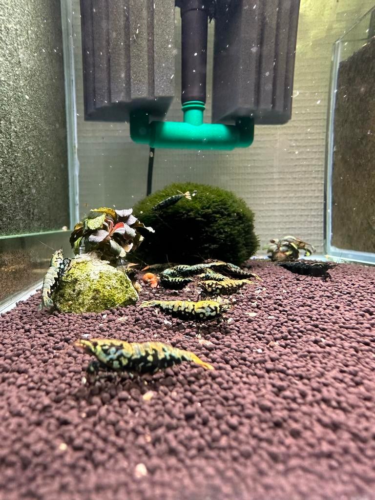 Metallic blue boa 100% orginal vin line garnalen!, Dieren en Toebehoren, Kreeft, Krab of Garnaal, Zoetwatervis, Schoolvis