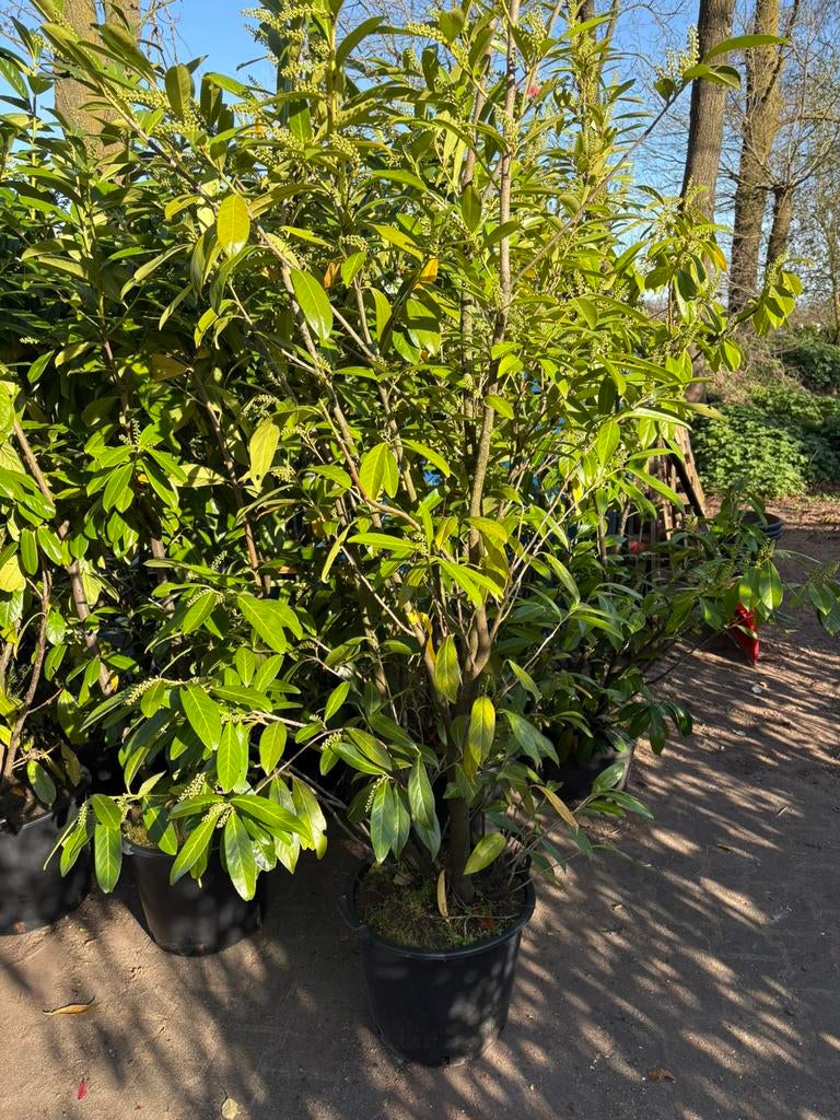Laurier groenblijvende prunus l caucasica  in pot 150-175cm, Ophalen, Laurier, Haag, 100 tot 250 cm
