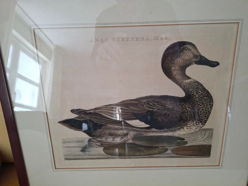 18e eeuwse Sepp en Nozeman prenten, Ophalen of Verzenden