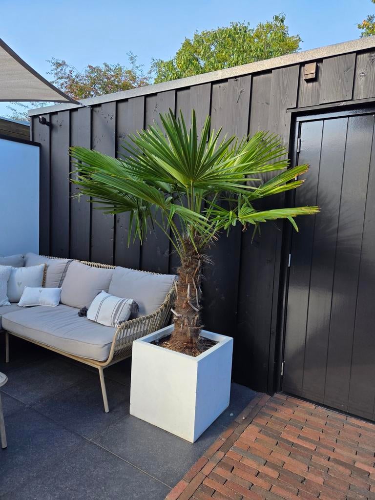 Palm boom, Tuin en Terras, 100 tot 250 cm, Zomer, Palmboom, Ophalen