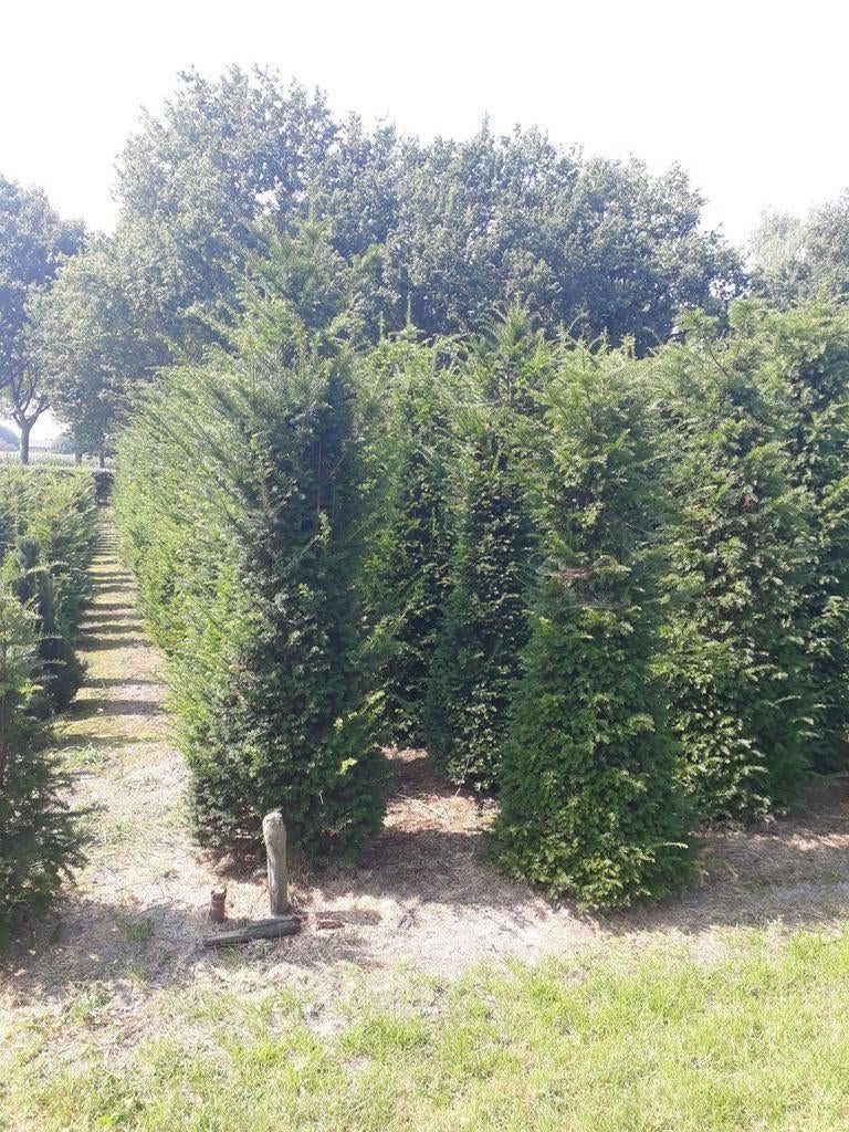 Taxus baccata tot 200cm hoog, Tuin en Terras, Ophalen, Taxus, Minder dan 100 cm