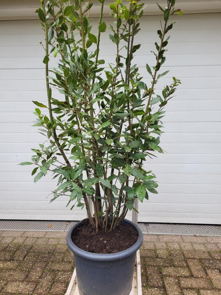 Noblilis Laurus Meerstammige Laurierboom, Ophalen