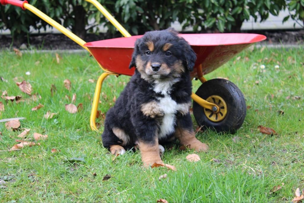 Unieke friese stabij x nova scotia tolling retriever pups, Parvo, Overige rassen, 8 tot 15 weken, Meerdere