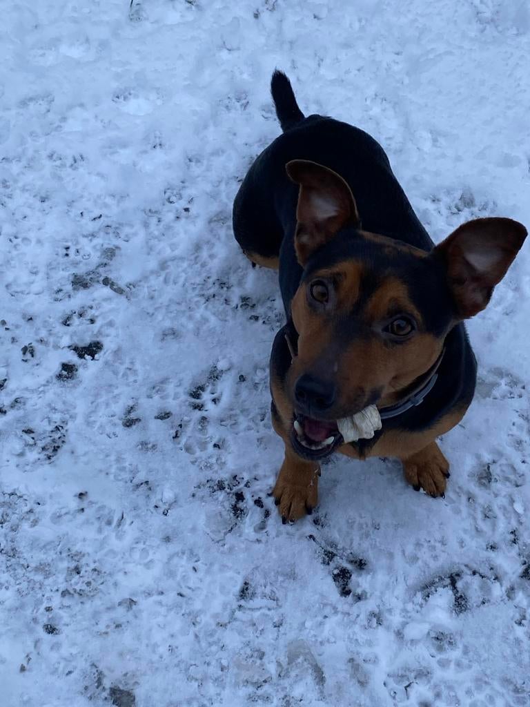 Jack Russel staat ter dekking en is patella vrij., Dieren en Toebehoren, Honden | Jack Russells en Terriërs, Jack Russell Terriër