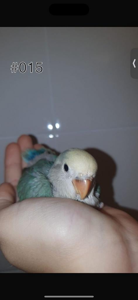 ♀️️Halftam agapornis roseicollis jong. zie beschrijving, Dieren en Toebehoren, Vogels | Parkieten en Papegaaien, Vrouwelijk, Dwergpapegaai of Agapornis