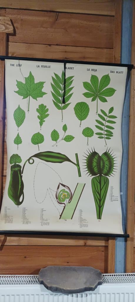 Vintage schoolplaat, Antiek en Kunst, Antiek | Schoolplaten, Ophalen of Verzenden, Natuur en Biologie