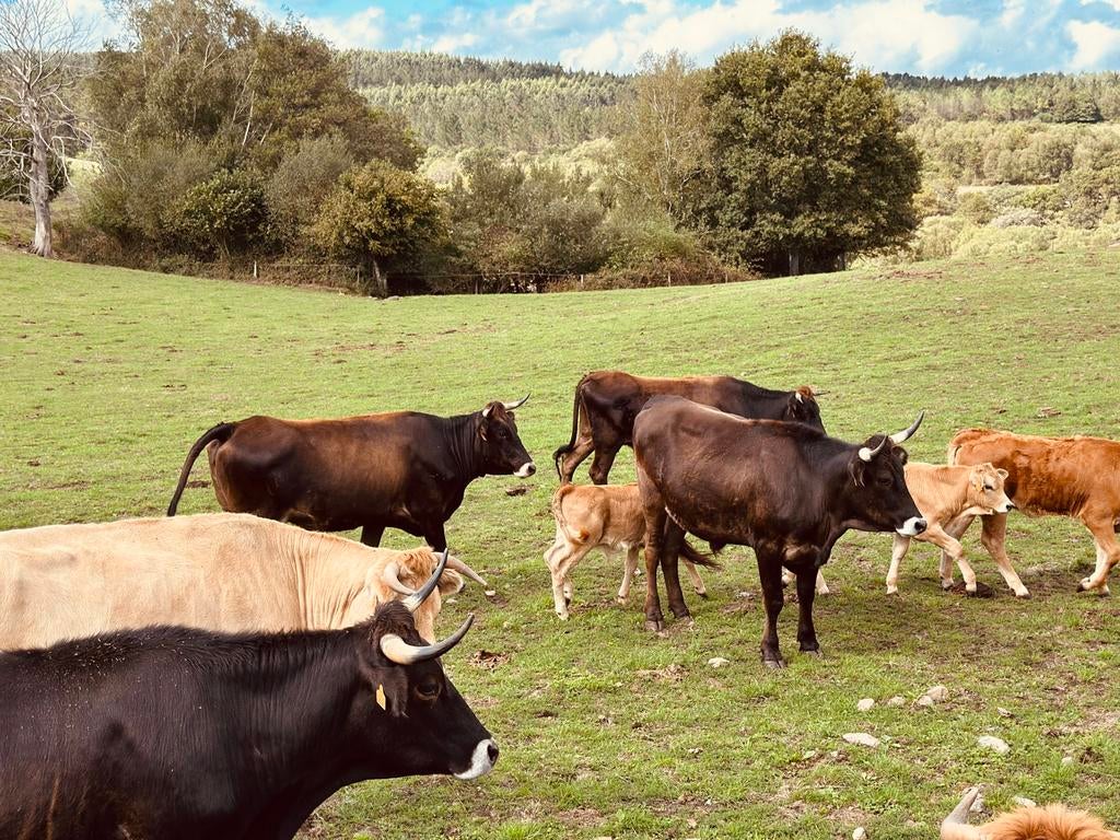 Gezocht: Runderen, Dieren en Toebehoren, Meerdere dieren