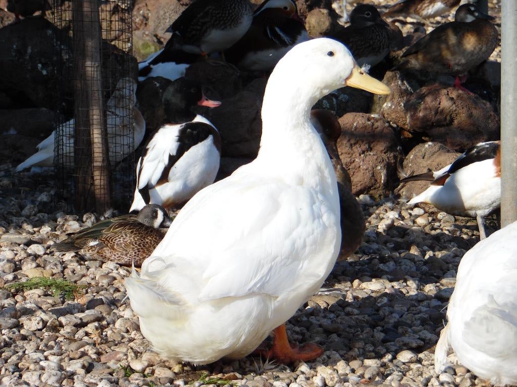 Pekingeend | Siereenden | Passend advies, Meerdere dieren, Eend