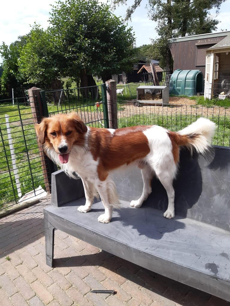 friese stabij/kooiker dekreu, Dieren en Toebehoren, Reu, Parvo, Eén hond, 3 tot 5 jaar
