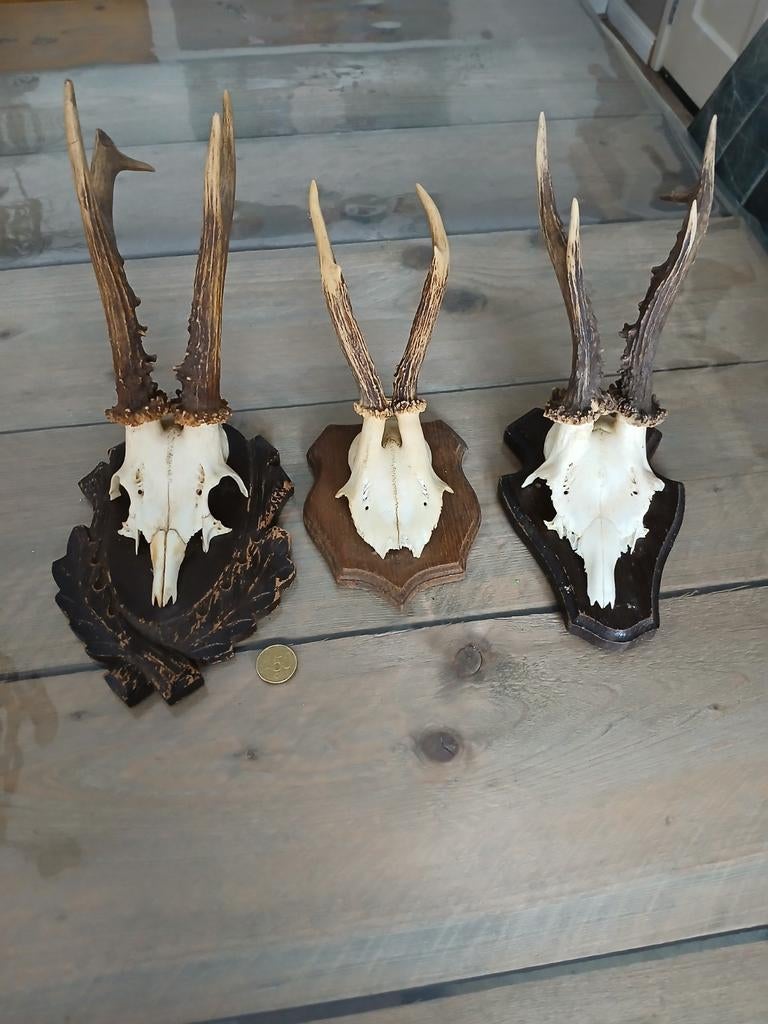 Herten, reebok gewei, verschillende beschikbaar, Ophalen of Verzenden