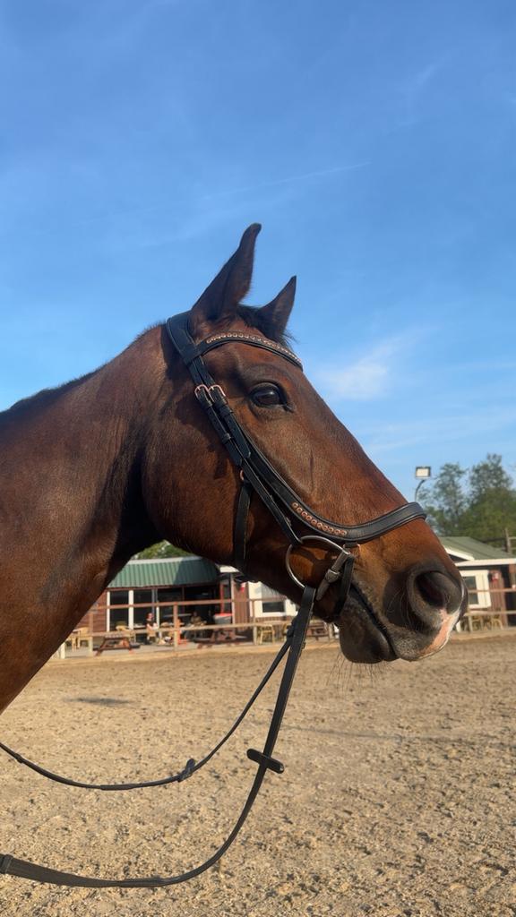 Harry’s horse hoofdstel, Ophalen of Verzenden