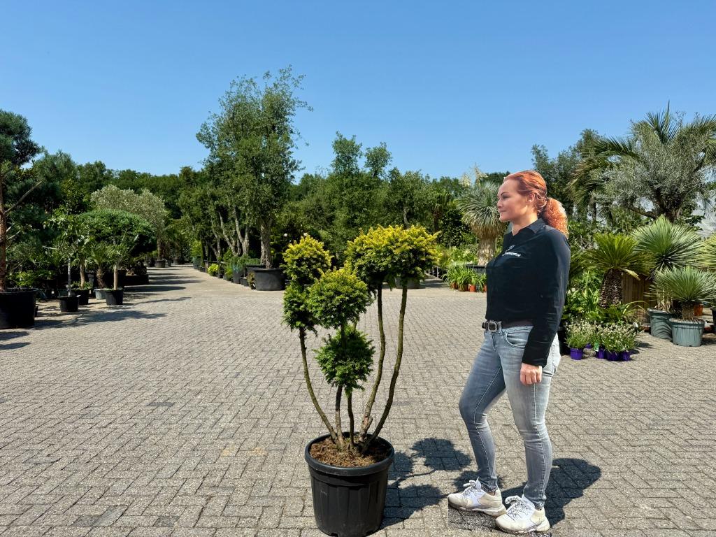 Taxus baccata Semperaurea tuinbonsai / pon pon te koop!!, Bloeit niet, Minder dan 100 cm, Volle zon, In pot