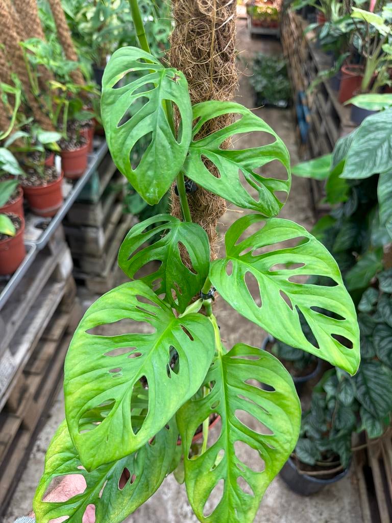 Monstera Esqueleto op mosstok, Huis en Inrichting, Kamerplanten, Ophalen of Verzenden