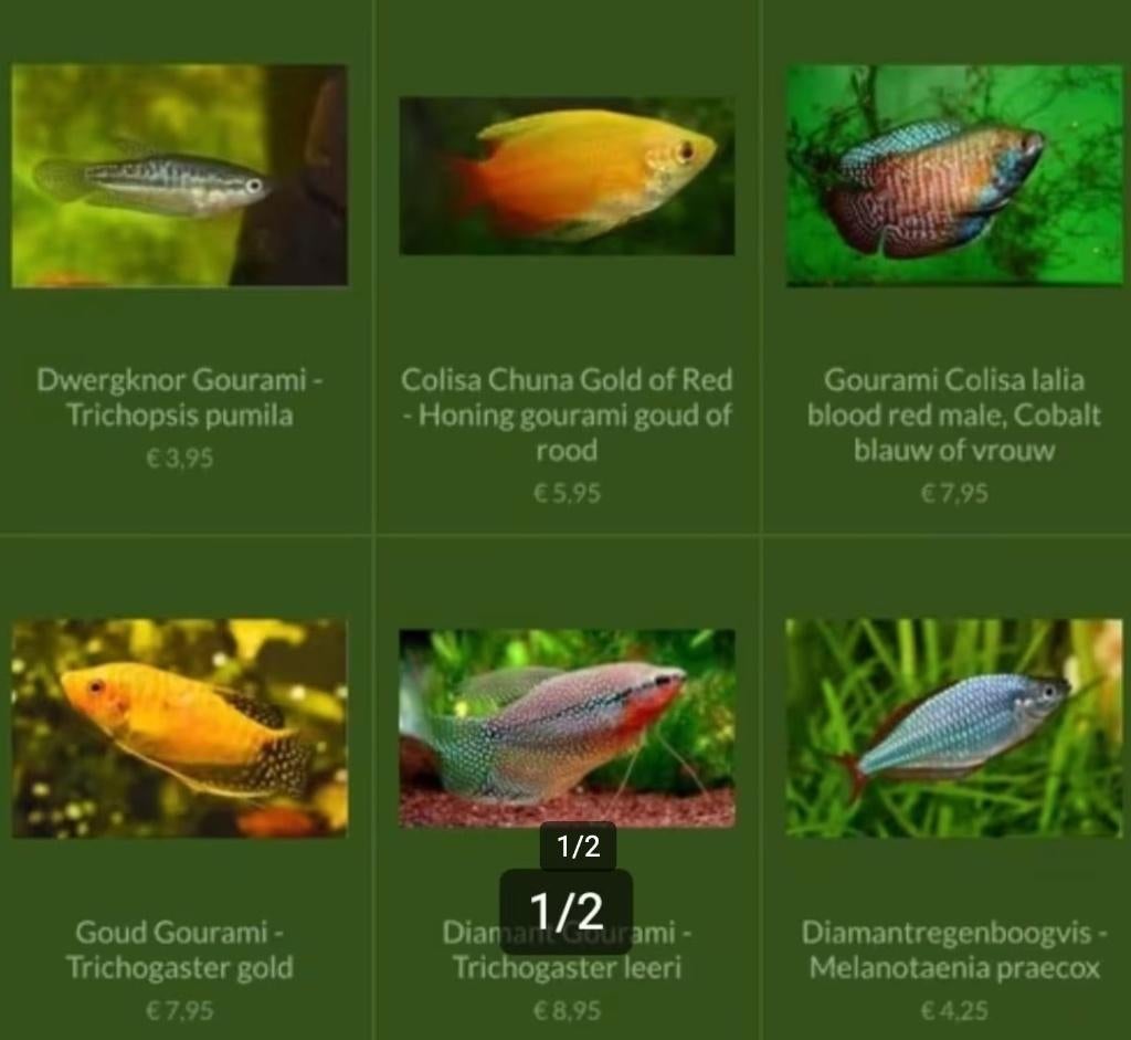 Diverse soorten Gourami vissen, Dieren en Toebehoren, Vissen | Aquariumvissen, Vis, Zoetwatervis