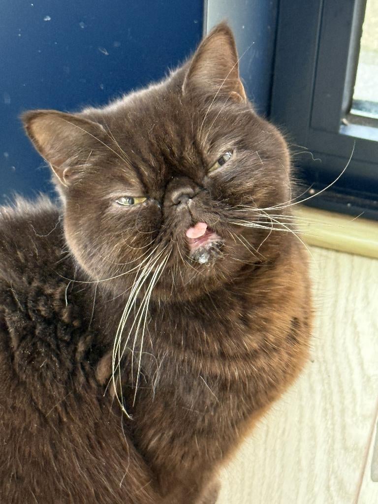 exotic (zonder stamboom en ragdoll met stamboom, Dieren en Toebehoren, Poes, Met stamboom, 3 tot 5 jaar