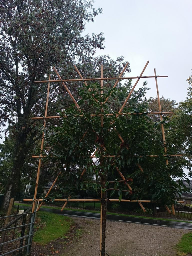 Portugese laurier | Prunus lusitanica angustifolia, Tuin en Terras, Planten | Bomen, Ophalen of Verzenden, In pot, Halfschaduw