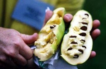 Pawpaw zaden of boompjes, permacultuur en voedselbos, Volle zon, Vaste plant, Zomer, Ophalen