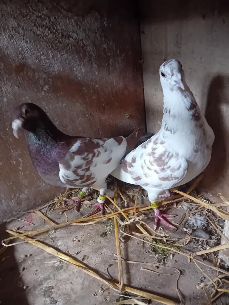 Kleur postduiven, Dieren en Toebehoren, Vogels | Duiven, Meerdere dieren, Postduif