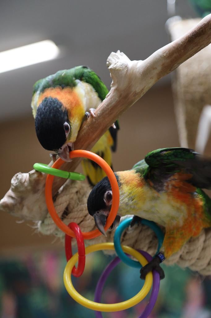 Jonge Baby Zwartkop Caique´s | getest | Speels | Handtam