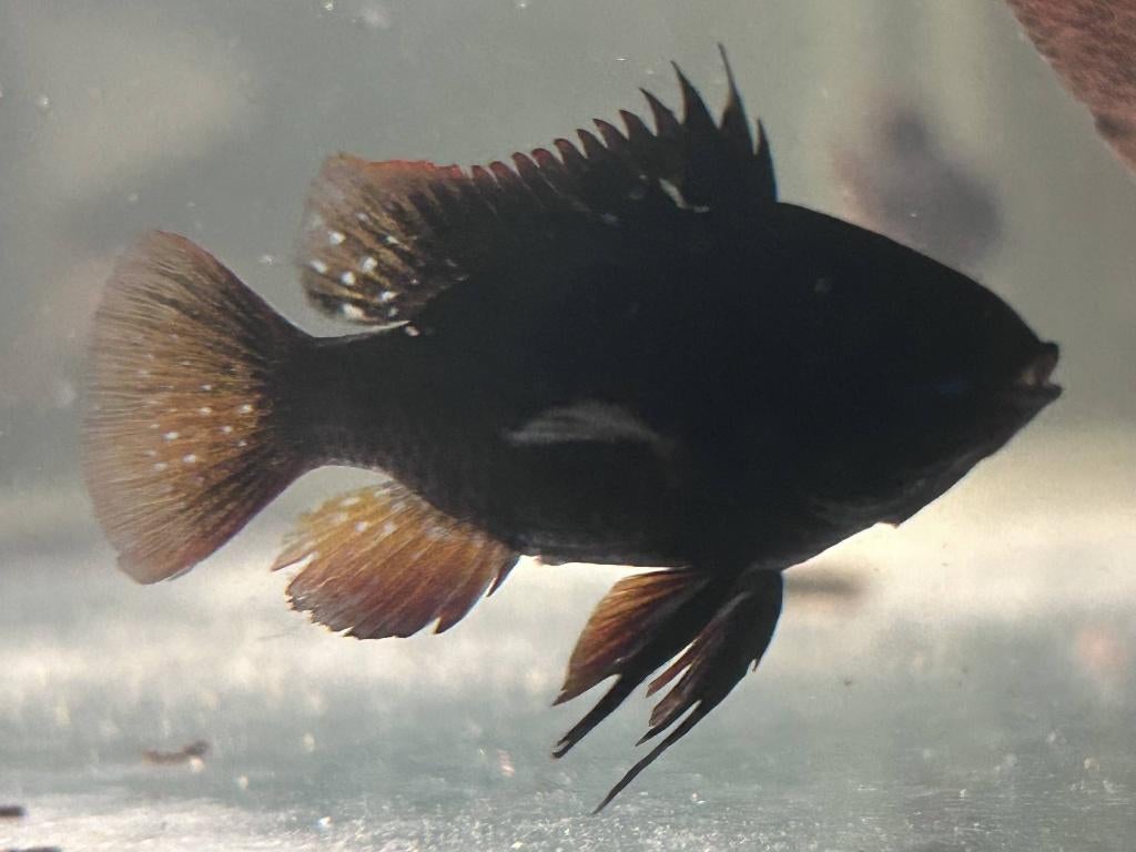 Black/Dark Knight Mikrogeophagus ramirezi kweekkoppel, Vis, Zoetwatervis