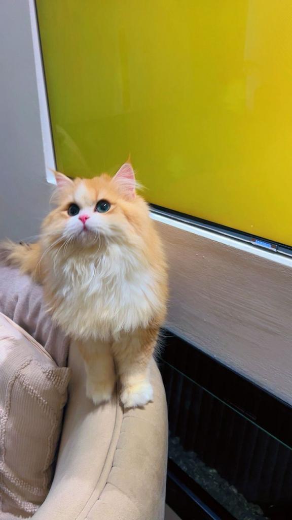 Britse langhaar kittens Golden Shaded, Kater, Ontwormd