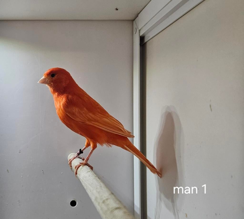 5 Rode kanaries, Meerdere dieren, Kleurkanarie