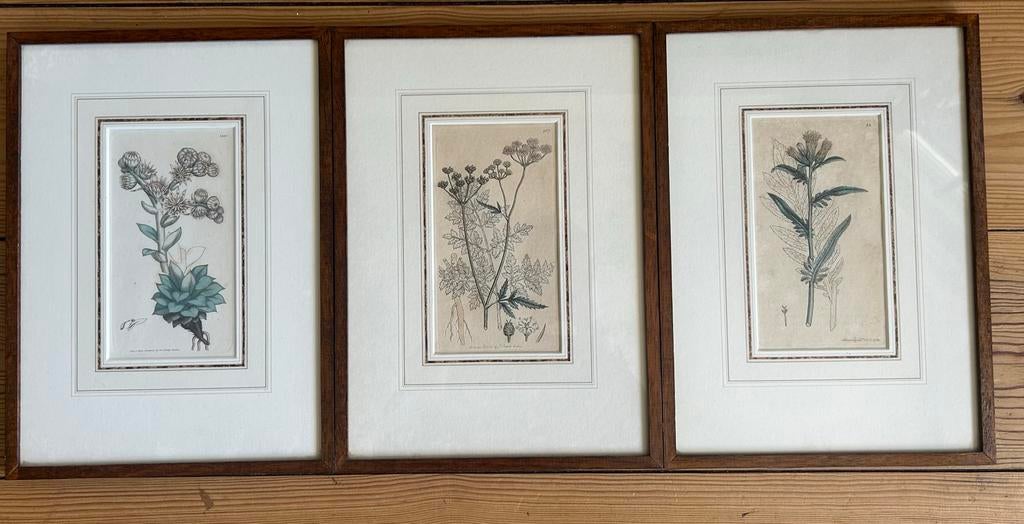 Oude prenten planten, Ingelijst, 1800 - 1899, Ophalen of Verzenden, Gravure