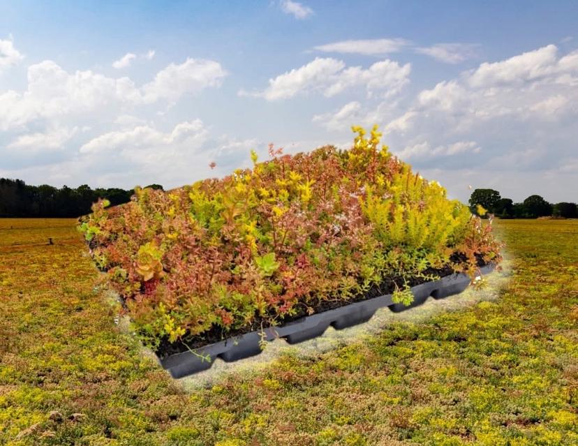 Groen is Leven Groendak sedum eenvoudig zelf te maken, Tuin en Terras, Ophalen of Verzenden, Volle zon