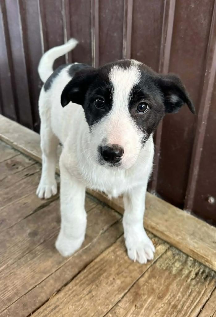 MENSGERICHTE PUPS, KLEINE MIDDEMAATJES, IN ASIEL, Particulier, 15 weken tot 1 jaar, Buitenland, Parvo