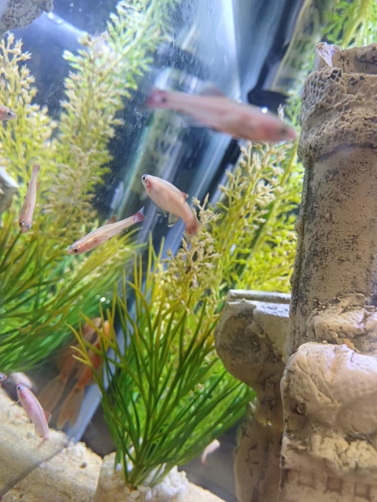 Goud danio, Ophalen of Verzenden