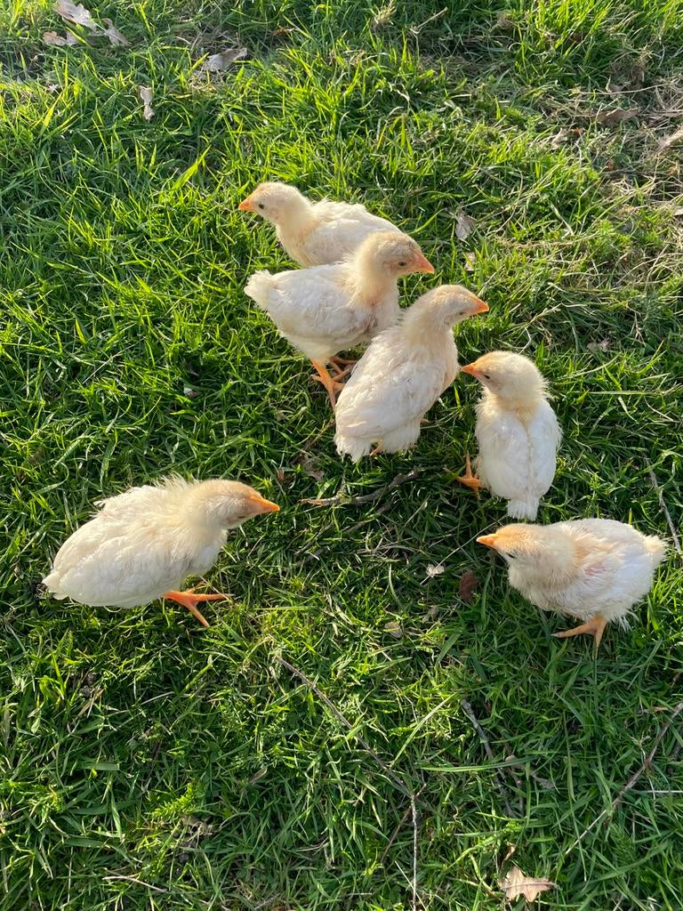 Vleeskuikens, Dieren en Toebehoren, Meerdere dieren, Kip