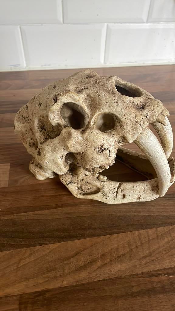 Skelet, Ophalen of Verzenden, Zo goed als nieuw, Plant(en), Steen of Hout