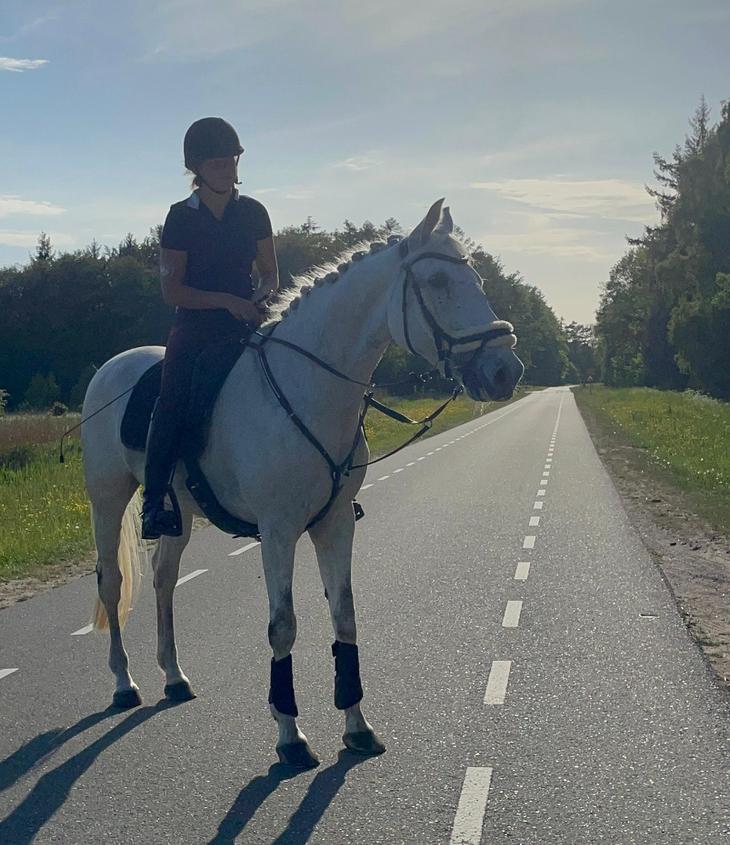 KWPN merrie met karakter en potentie voor recreatie/sport, Dieren en Toebehoren, Paarden, Merrie, Met stamboom, M, 11 jaar of ouder