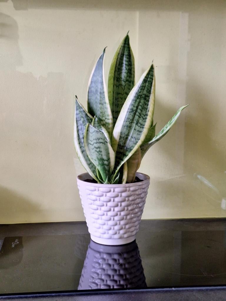 Sanseveria - Sterke en onderhoudsvriendelijke plant, Overige soorten, In pot, Minder dan 100 cm, Groene kamerplant