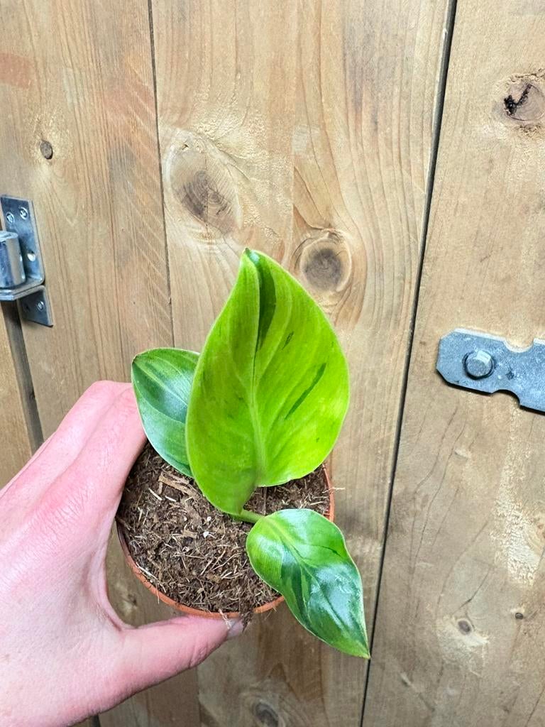Strelitzia nicolai variegata plant lemon lime green aurea, Huis en Inrichting, Kamerplanten, Ophalen of Verzenden, Halfschaduw