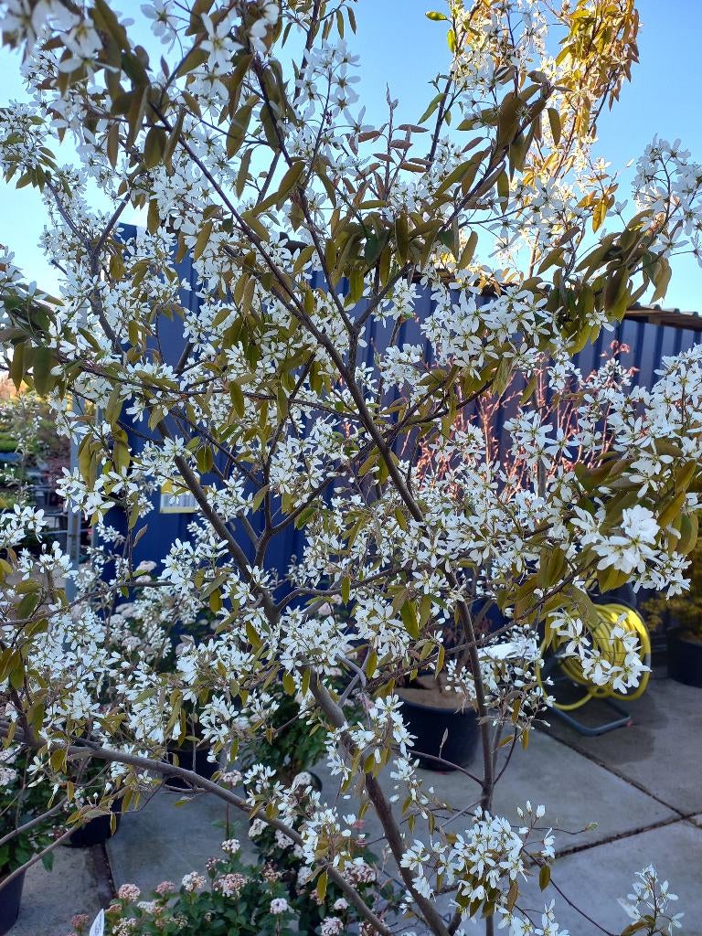 Amelanchier lamarckii ofwel krentenboom meerstammig, Ophalen, Overige soorten, Struik, 100 tot 250 cm