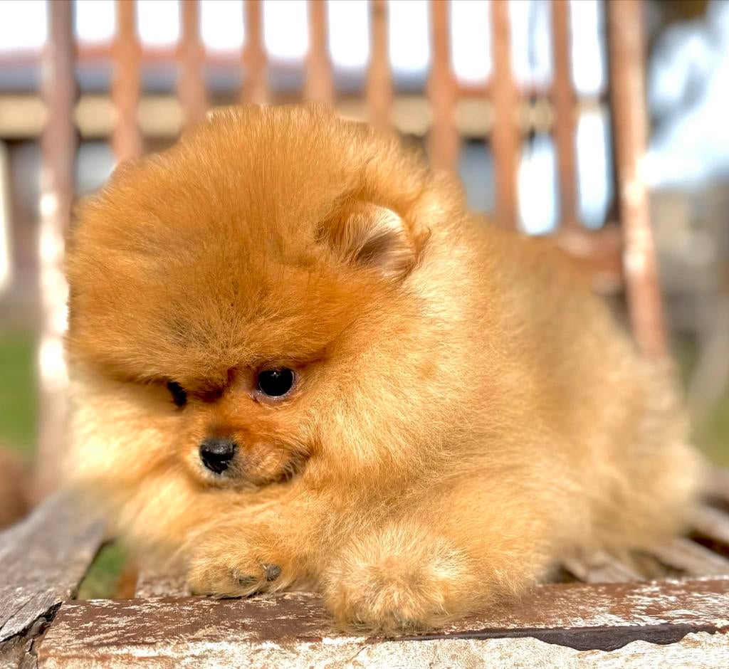 Pomeranian kwaliteitspuppy, Dieren en Toebehoren, Nederland, 8 tot 15 weken, Parvo, Eén hond
