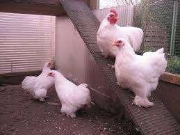 Cochin krielkippen., Vrouwelijk, Kip