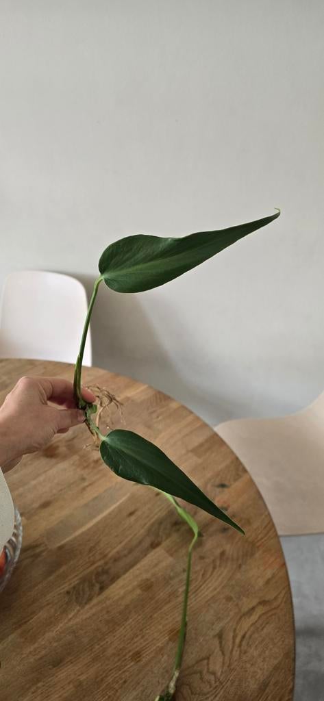 Monstera Burle Marx Flame - Gewortelde stek, Tuin en Terras, Overige soorten, Vaste plant, Ophalen of Verzenden, Bloeit niet