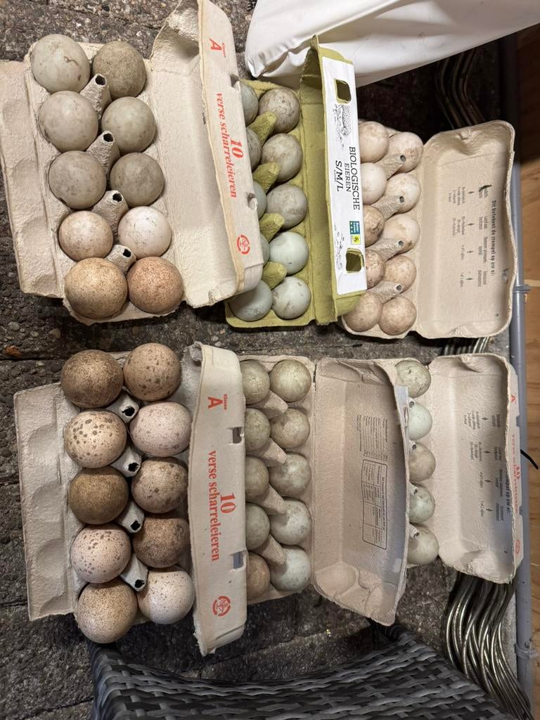 Broedeieren, Ophalen of Verzenden, Nieuw, Overige typen