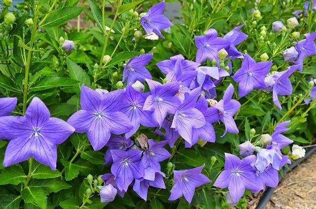 Zaden Platycodon blauw en wit, Verzenden, Volle zon