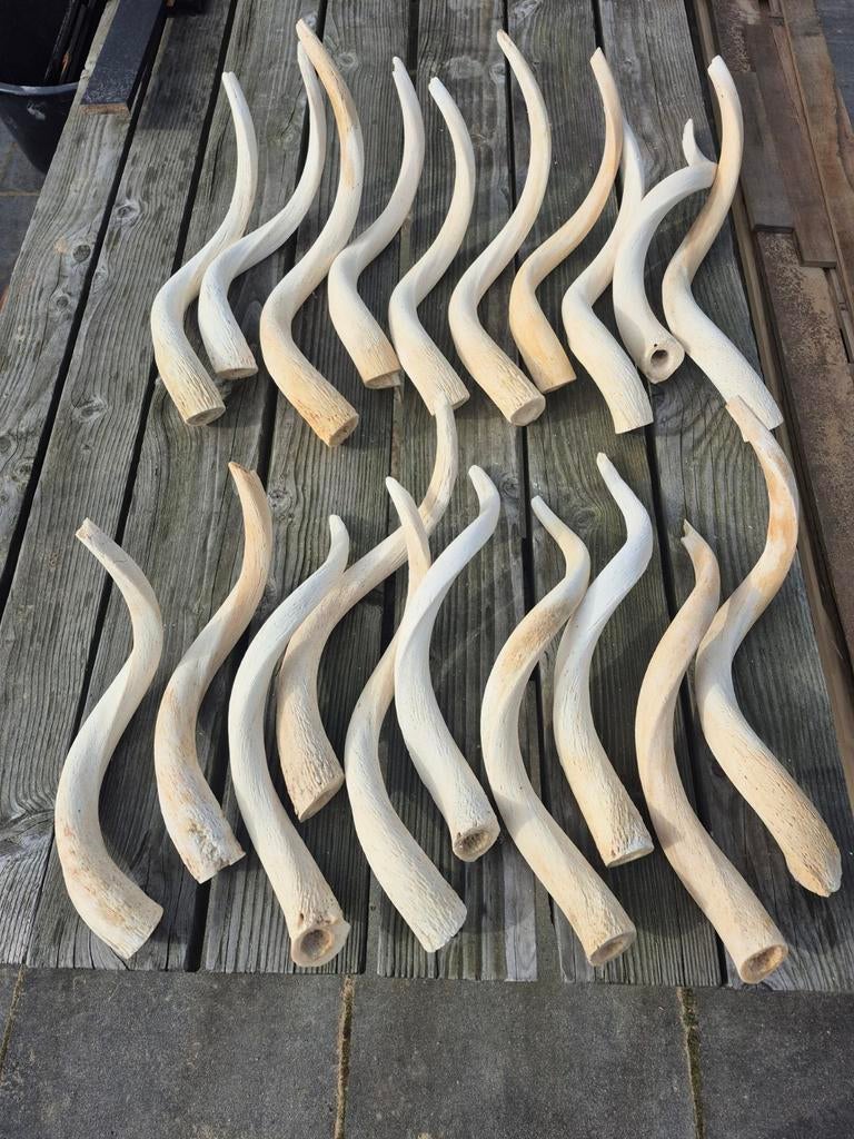 Kudu hoorn 20 stuks, Ophalen of Verzenden, Gebruikt, Overige soorten, Overige typen