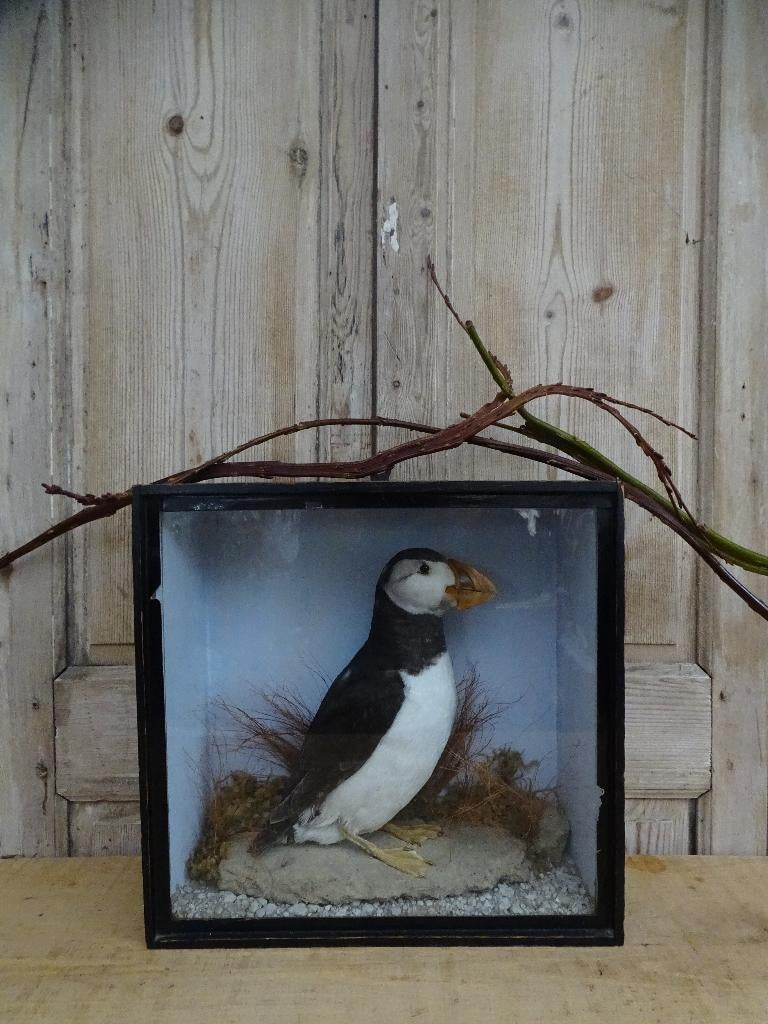 Opgezette papegaaiduiker in oude vitrine, Ophalen of Verzenden