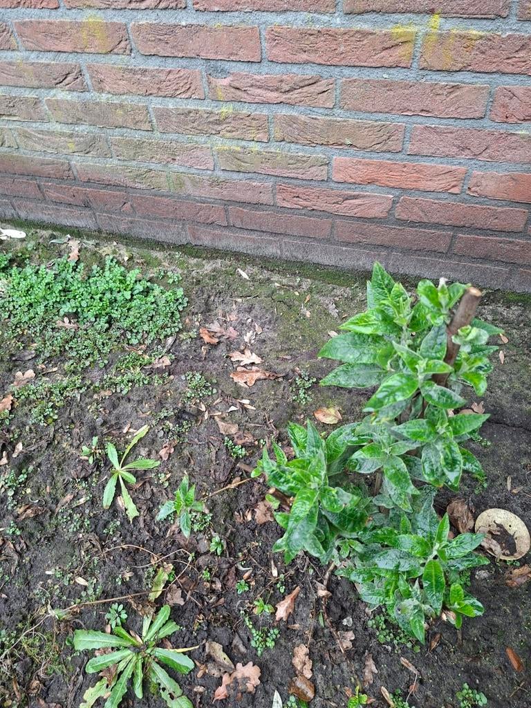 Kleine vlinderstruik, Ophalen of Verzenden, Vlinderstruik, Minder dan 100 cm