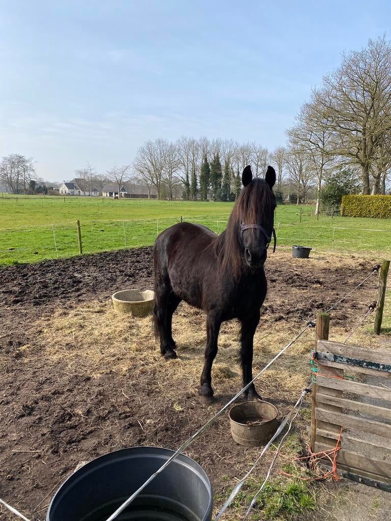 D pony merrie MINI FRIES, Dieren en Toebehoren, Merrie